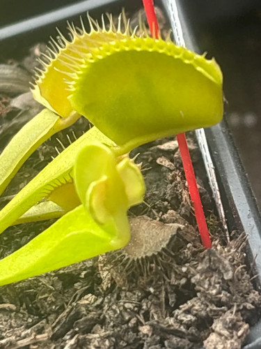 Venus fly trap hanicka - venus,