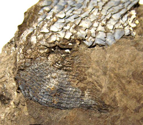 Permian fish fossil muse - permian,