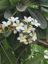 FRANGIPANI WHITE PLUMERIA,CHAMPA FRAGRANT FLOWERS,2 LTR POT  45-55CM  HOUSE PLAN