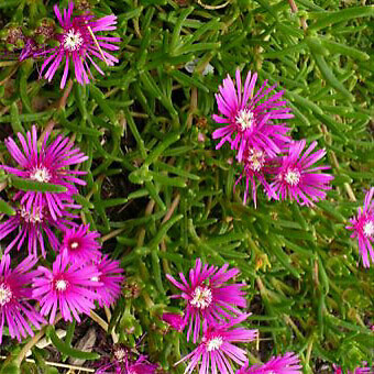 Delosperma cooperi ice - delosperma,