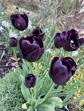 10 'Queen Of Night' triumph