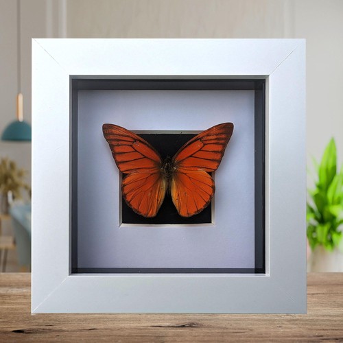 Framed eastern orange - framed,