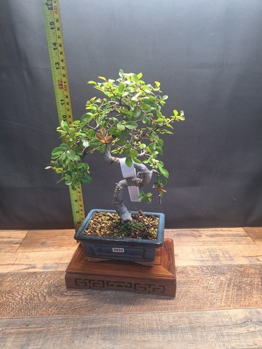 Exposed roots chinese elm