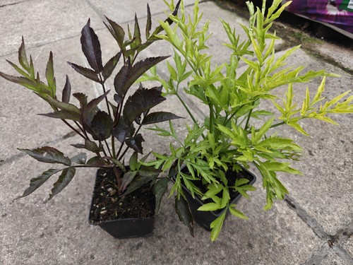 Sambucus nigra black - beauty, &