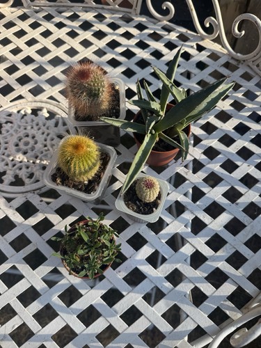 Cactus collection 5 - cactus,