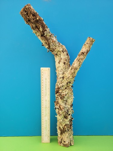 Cork bark branch 52cm snake - bark,