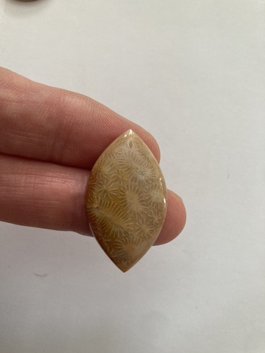 Fossil coral cabachon - cabachon,
