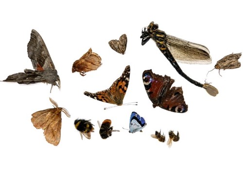 Real dried insect specimens - real,