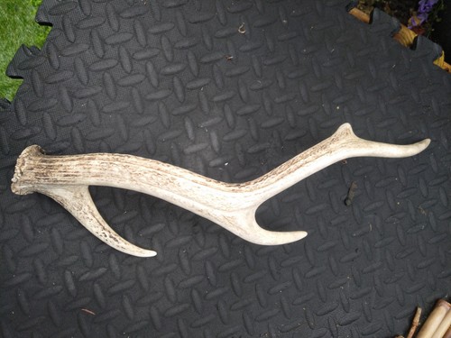 Deer antler single points - single, 4
