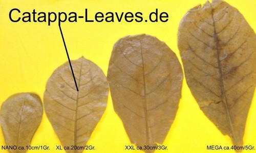 100g tropical almond tree - tropical,