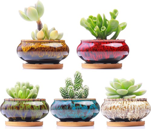 Cute ceramic succulent garden - cute,