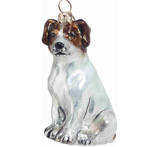 Sitting parsons jack russell - jack,