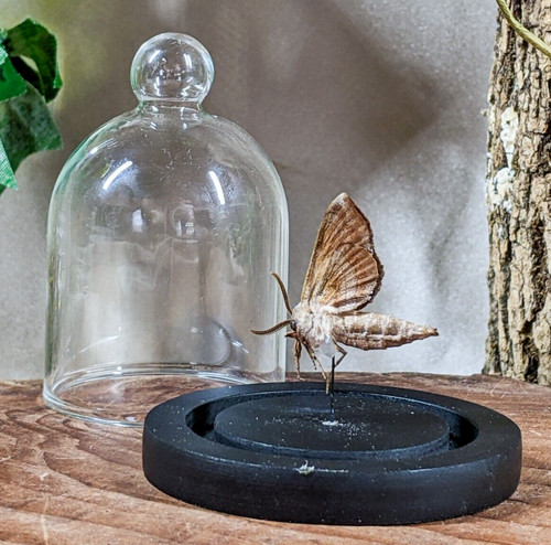 Walnut sphinx moth dome - walnut,