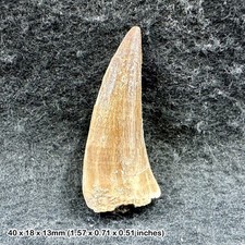 Genuine mosasaur tooth fossil - genuine,