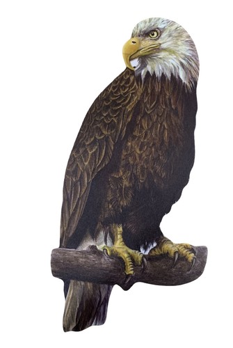 Bald eagle plaque - eagle,