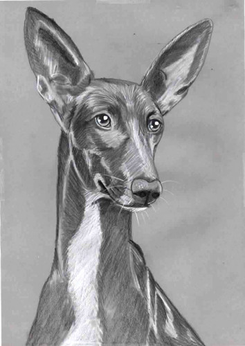 Original pencil drawing - b&w,