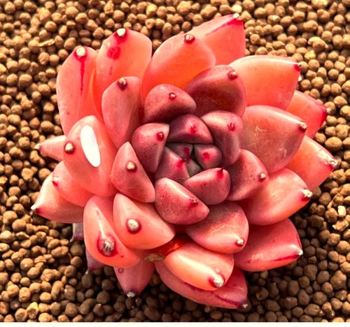 Echeveria gold quartz rare - echeveria,