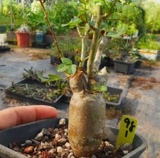 Rare plant succulentliving - rare,
