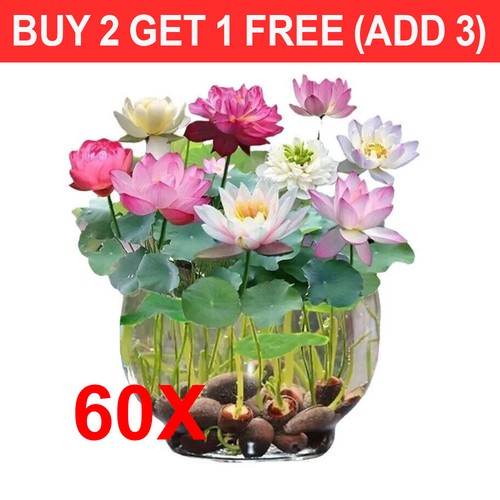 60x seeds lotus mix - seeds,