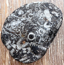 Crinoid Fossil Cluster Slab -