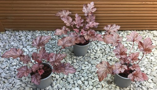 Heuchera purple coral - heuchera,