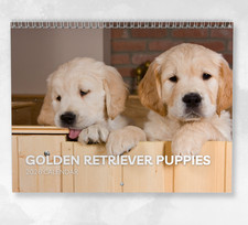Golden Retriever Puppies