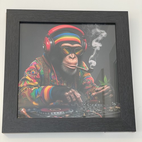 Monkey multi colour - dj,