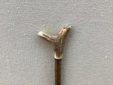 Red deer antler - deer,
