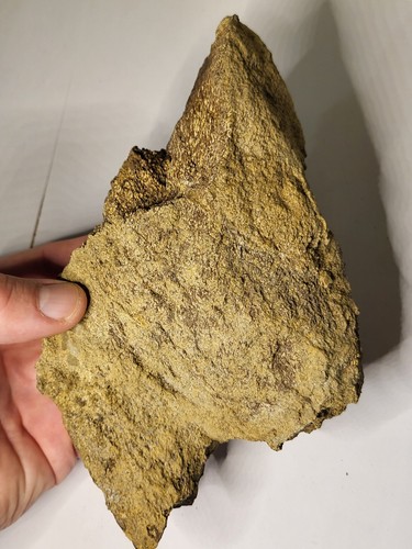 Inch huge triceratops skull - ~7,