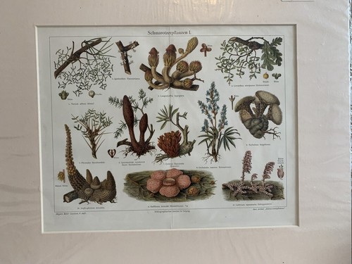 Natural history 5 mounted - natural,