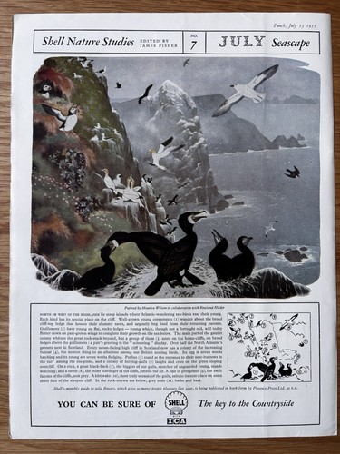 1950 art nature studies - nature,