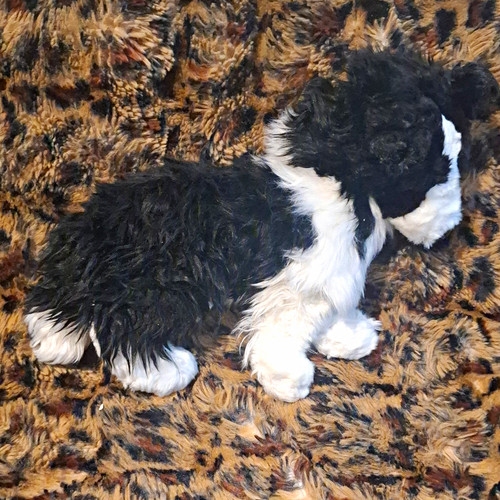 Douglas black white - white, dog