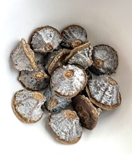 10 X Eucalyptus blue gum Tree seeds, Tasmanian, eucalyptus globulus, Plant