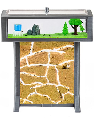 Ant farm ants with queen - (ants,