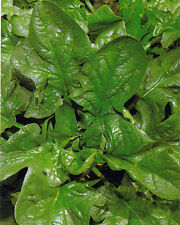 SPINACH GIANT WINTER  - 14 GRAMS - 980 SEEDS