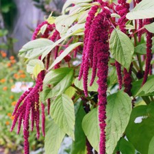 100 UK Red Amaranthus Seeds