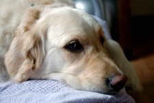 Golden Retriever Dog