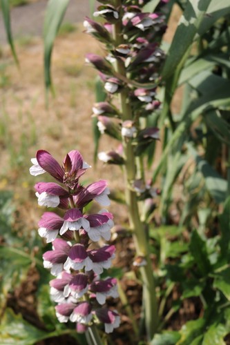 Bears breeches acanthus - bears,