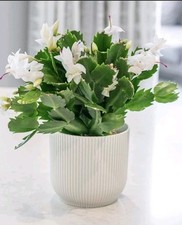 White Christmas cactus