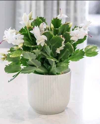 White christmas cactus - white,