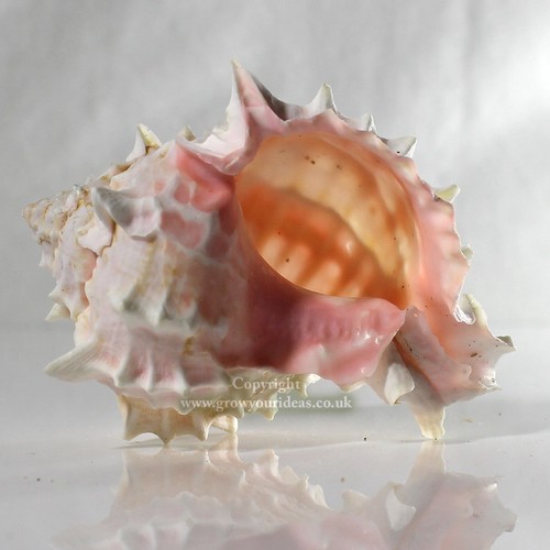 Murex rose cm seashell - murex, 8-10