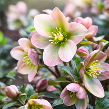 1 Large Plant - Hellebore