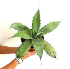 Agave bovicornuta X eborispina
