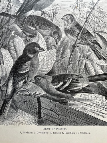 Antique lithograph hawfinch - antique,