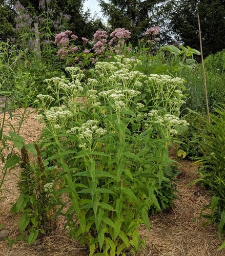 Eupatorium perfoliatum boneset