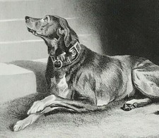 Dog Landseer 1878 print