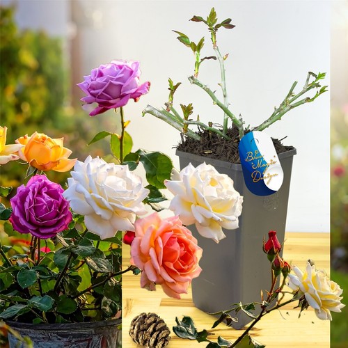 English bush rose flower - english,