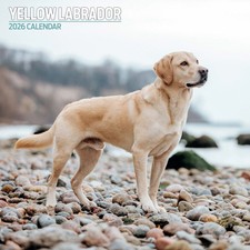 Labrador Yellow 2026