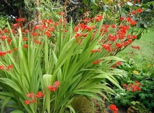 10 x Crocosmia LUCIFER Bulbs