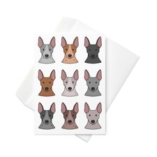American hairless terrier - american,